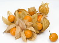 Physalis Ask 12st