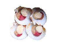 Pilgrimsmussla m Skal 30/50