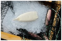 Bläckfisktuber U5 1600g