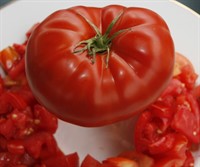 Tomat Biff BBB 7kg