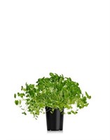 Vattenkrasse 250g
