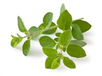 Oregano Lösvikt